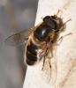 Eristalis pertinax